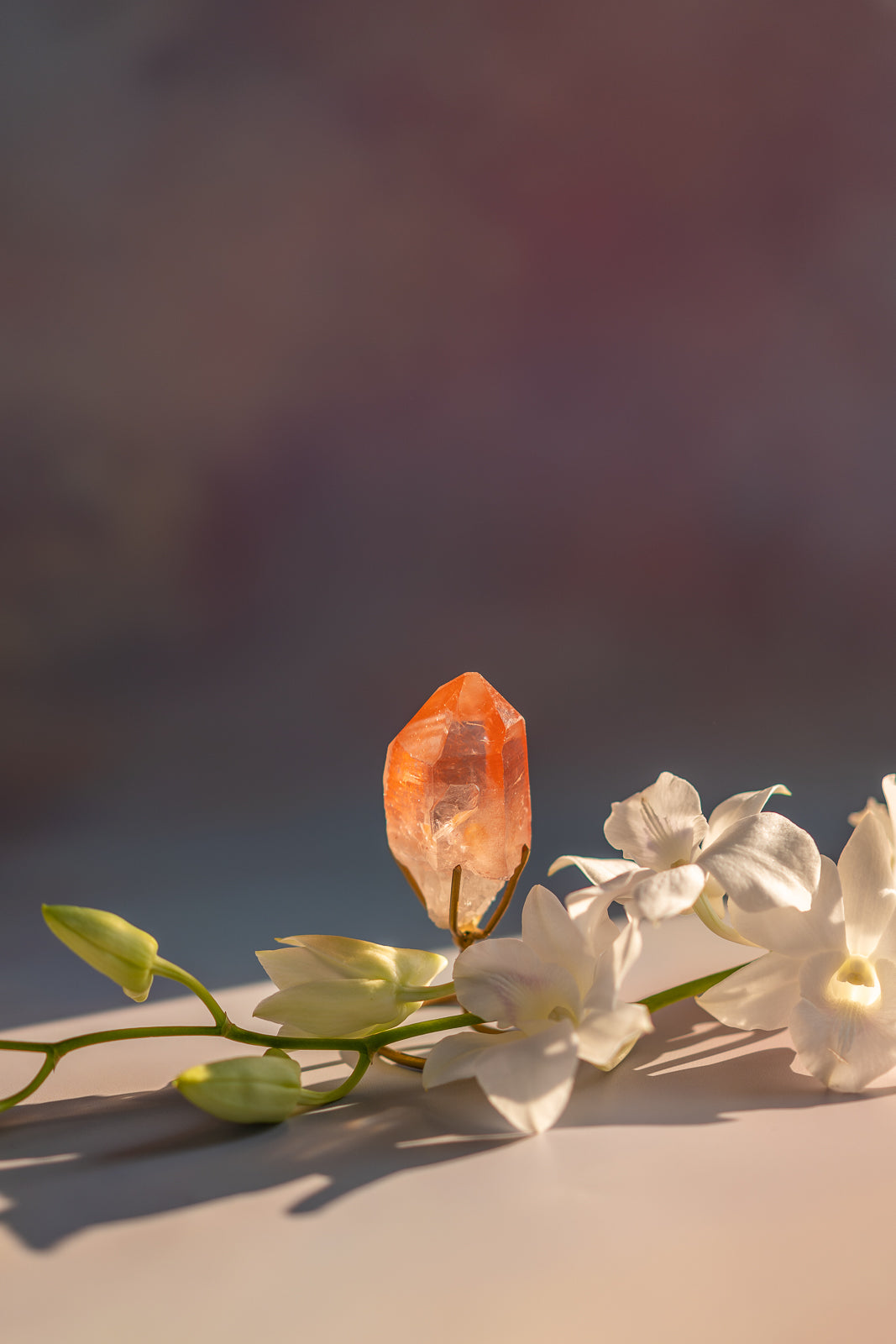 Scarlet Temple Lemurian