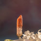 Scarlet Temple Lemurian