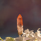 Scarlet Temple Lemurian