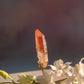 Scarlet Temple Lemurian