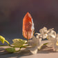 Scarlet Temple Lemurian