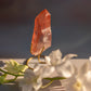 Scarlet Temple Lemurian