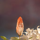 Scarlet Temple Lemurian