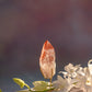 Scarlet Temple Lemurian